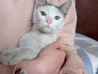YAVRU ERKEK BEYAZ KEDİMİZ