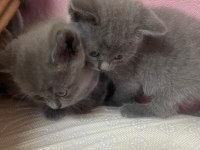 Safkan british shorthair yavrularımız yeni yuvalarına hazır