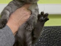 British Shorthair 4 aylık erkek