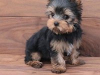 Mini minnak yorkshire terrier yavrular
