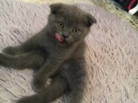 2,5 aylık bebek scottish fold