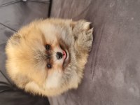 Show kalite pomeranian boo