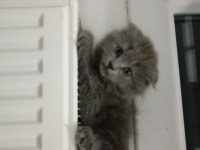 Scottish fold