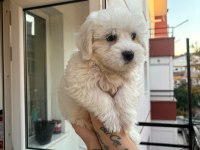 Terrier maltese