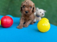Bu minik poodle size çok yakışacak