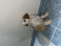 Acil sıcak yuva köpeğimize