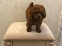 Kaliteli Toy Poodle Yavruları