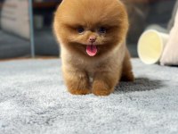 AA Kalite Safkan Pomeranian Oğlumuz