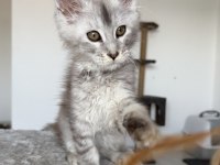 Xxxl Maine Coon Erkek Wcf Kayıtlı
