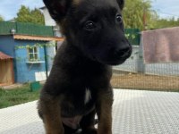Belçika kurdu diğer adıyla Malinois