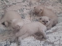 Son 2 yavru scottish fold erkek