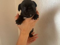 45 günlük french bulldog