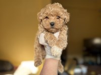 Korea Maltipoo Teacup Bebekler