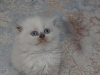 TOPKAFA KAN HATTI BELLİ SAFKAN CİNS KEDİLER