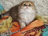 Golden Ay11 muhteşem erkek british longhair