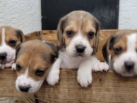 Beagle yavrularımız ırk garantilidir