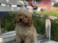 Maltipoo tüy dökmez ve büyümez