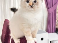 Şampiyon Şecereli Soyu Safkan Ragdoll Yavruları