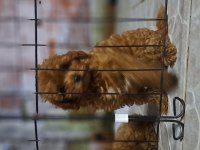 toy poodle red brown