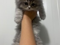 Safkan british longhair kedilerimiz teslime hazır