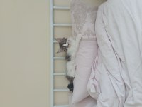 Nazik maine coon devler yuvasını arıyor