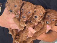 Üst kalite ev ortamında büyüyüyen Poodle güzellikleri