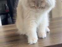 Erkek british longhair bebek