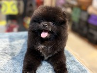 Siyah İnci Pomeranian