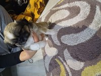 45 günlük pekinez köpekler