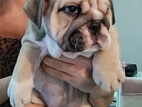 ORİJİNAL IRK INGILIZ BULLDOG YAVRULARIMIZ