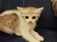 Ücretsiz kediler sahiplendiriyoruz ama iyi bakmak şartıyla