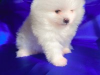 Dişi Pomeranian Boo