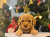 Maltipoo bebeğim