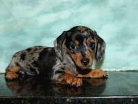 MİNİ BLUE MERLE AŞILI GARANTİLİ DACHSHUND BEBEĞİMİZ