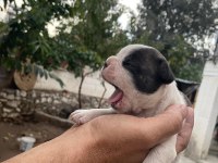 French bulldog köpeği