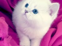 Mükemmel british shorthair bebişler