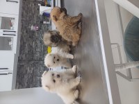 Pomeranian Yavrular