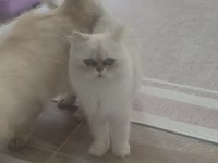 Orjinal erkek british longhair