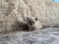 Güzel cins kedi