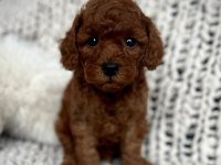 Ruhsatlı Köpek Çiftliğinden Toy Poodle Yavrularımız