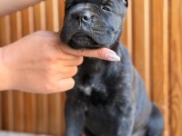 Üst Kalite Cane Corso Yavrular