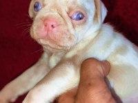 Egzotik Renk Pug Mops Köpekler