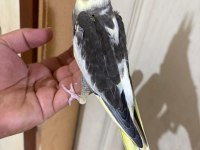 39 GÜNLÜK KUSURSUZ PİED BEBEK SULTAN PAPAĞANI