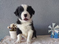 Border Collie Yavru Köpeklerimiz