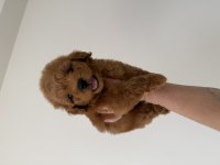 Maltipoo Lekesiz 