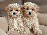 En İyisine Sahip Olmak İçin Maltipoo Yavrular