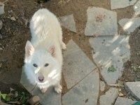 Antalyadan Anne Altından 5 Aylık Dişi Sibirya Kurdu