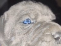 ESKİŞEHİR İÇİ YAVRU GRİ CANE CORSOLAR
