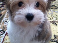 Morkie Adrese Teslim, Kapıda Ödeme Yapabilirsiniz