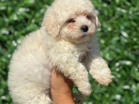 Muhteşem Malta Terrier Yavrular